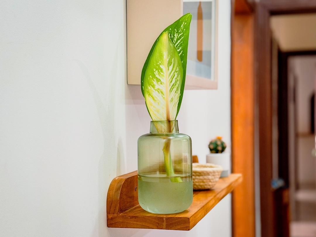 Vase en verre et feuille verte posés sur une étagère en bois